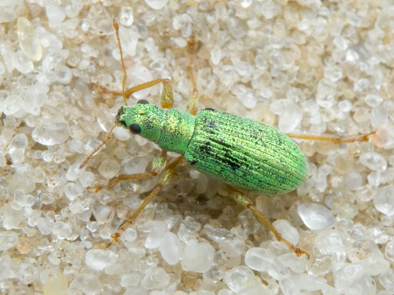 Polydrusus (Eustolus) corruscus Germar, 1824